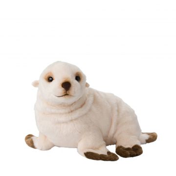 Arctic Fur Seal